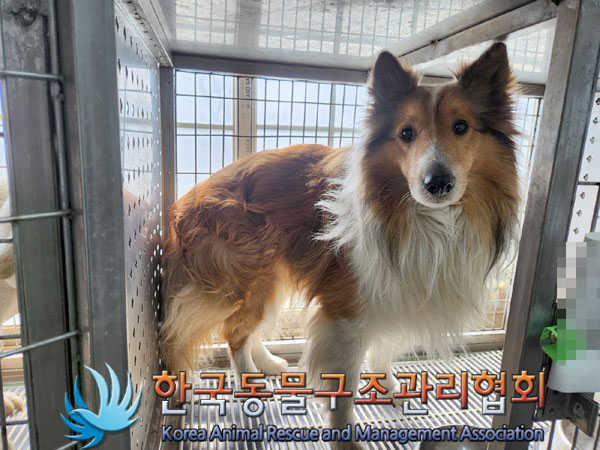 한국동물구조관리협회_441559202300124
